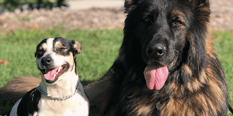 Mackay K9 Training